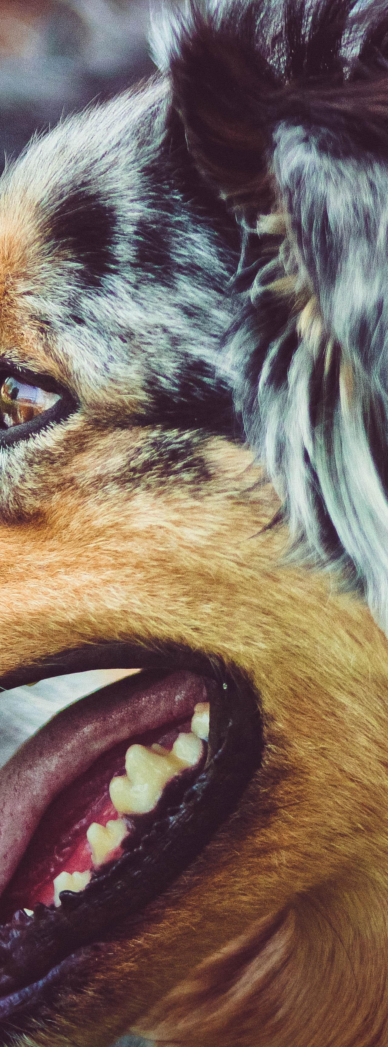 A close-up profile view of a happy dog with its mouth open, panting, and tongue out, showing its fur.