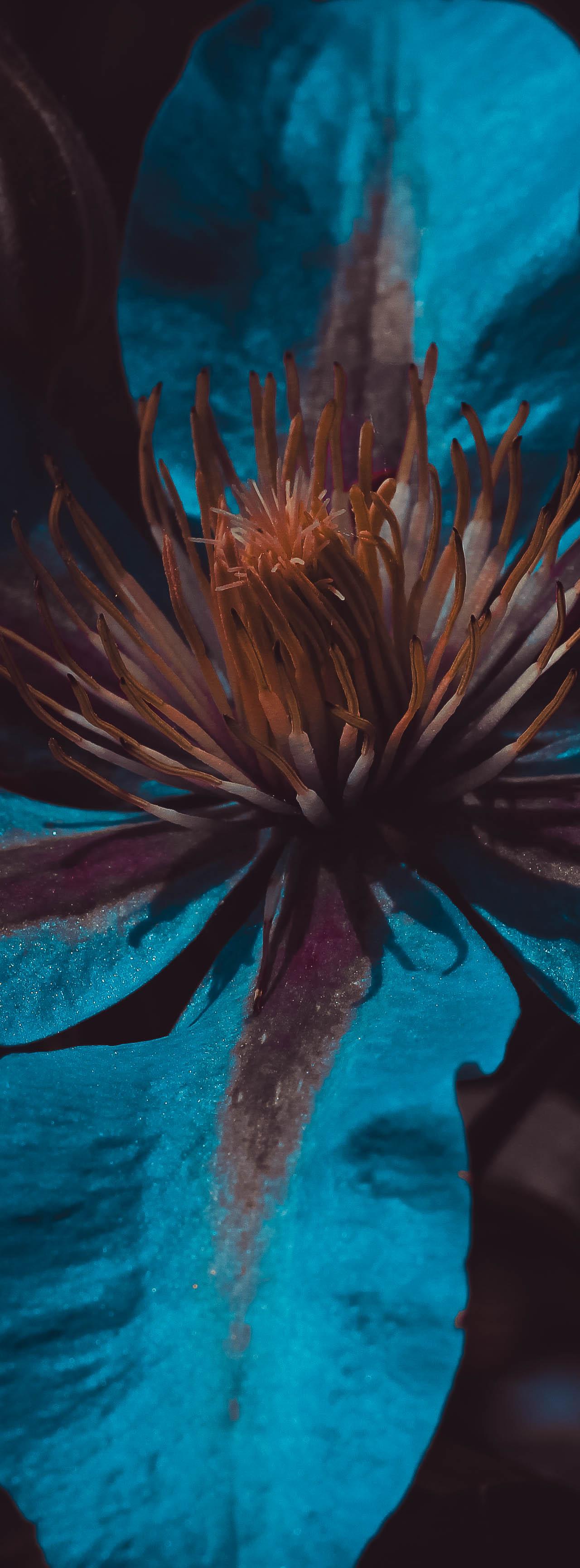 A close-up of a vibrant blue clematis flower, its petals wide open, with a cluster of orange stamens at its center against a dark, moody background.