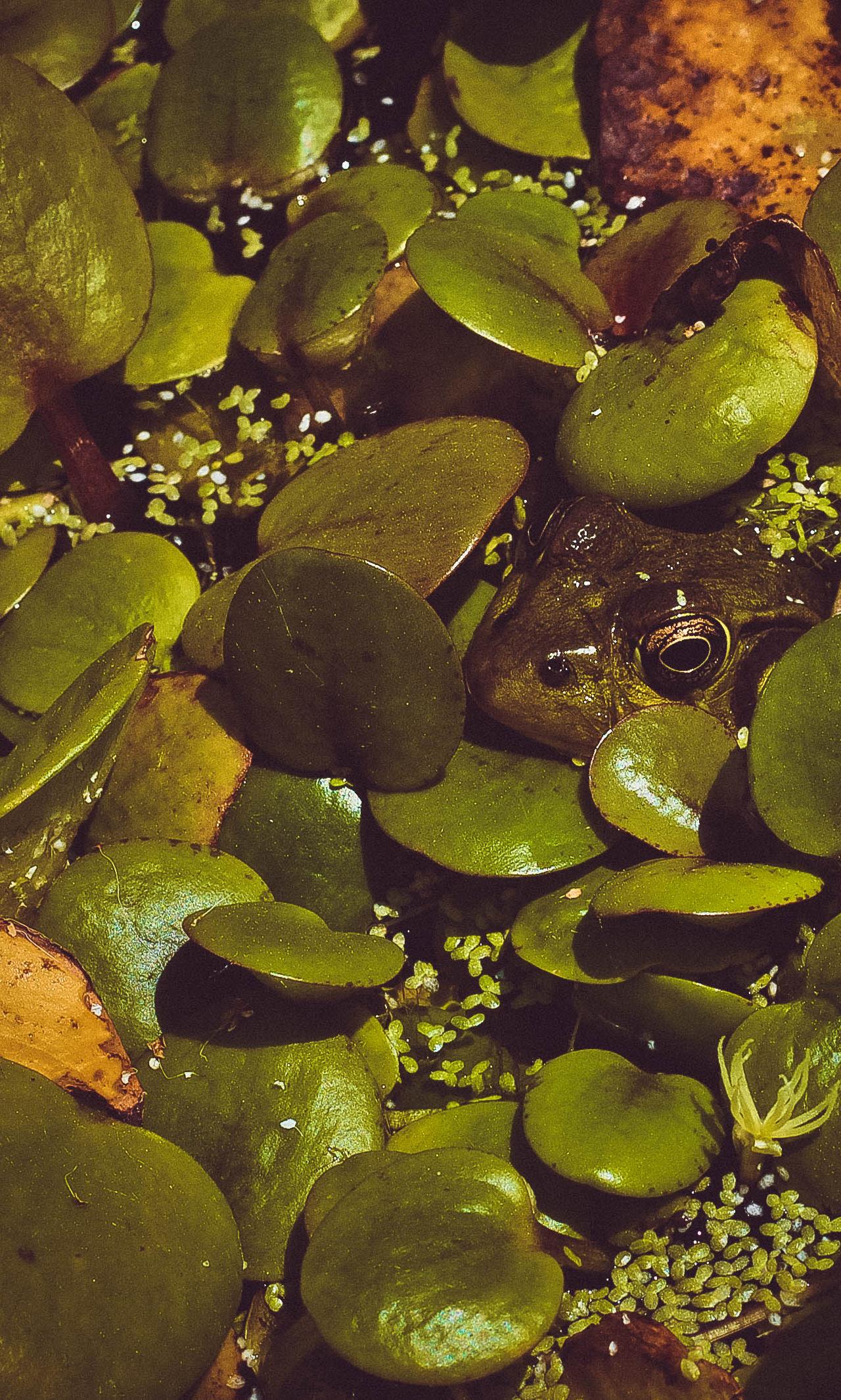 A frog's head peeks through a dense layer of green water plants and lily pads in a murky pond.