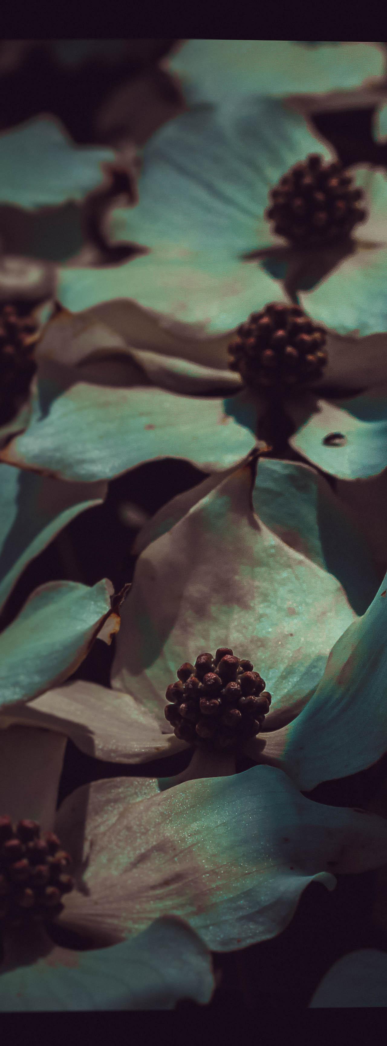 A close-up of light-colored flowers with dark centers, appearing to glow against a dark, shadowy background.