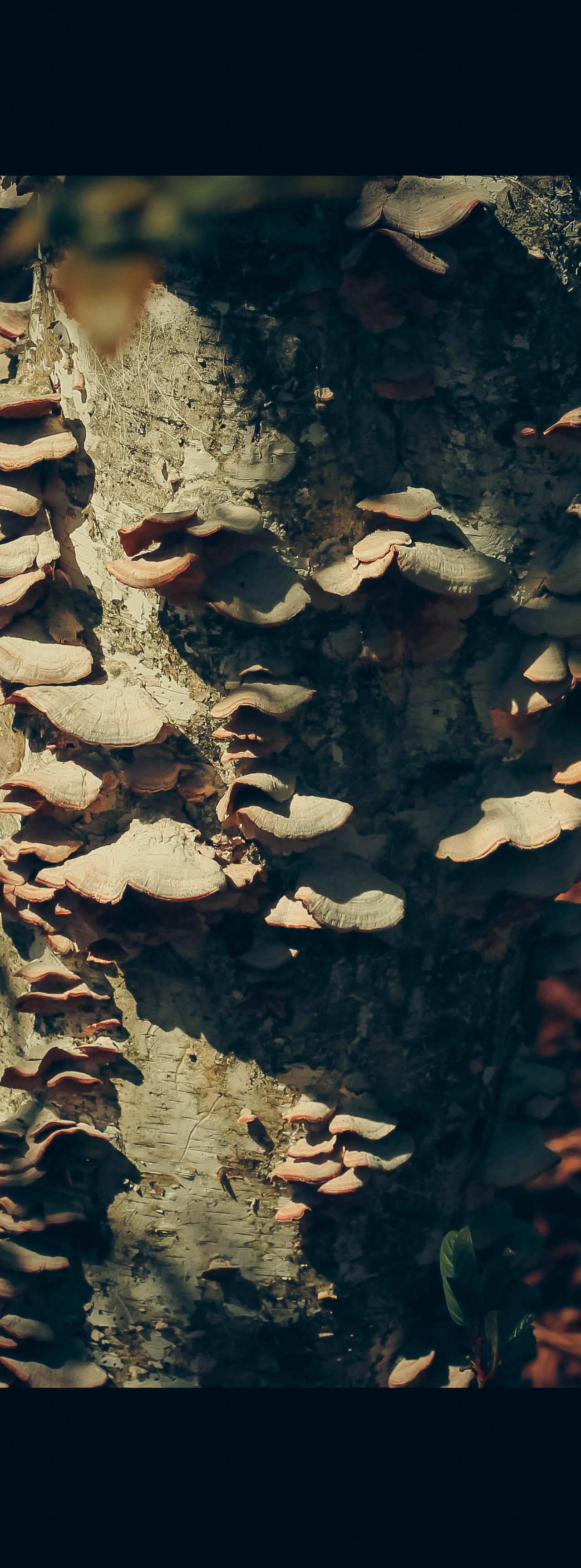 A close-up photograph of numerous shelf fungi growing in rows up the side of a tree trunk, with soft light illuminating their texture.