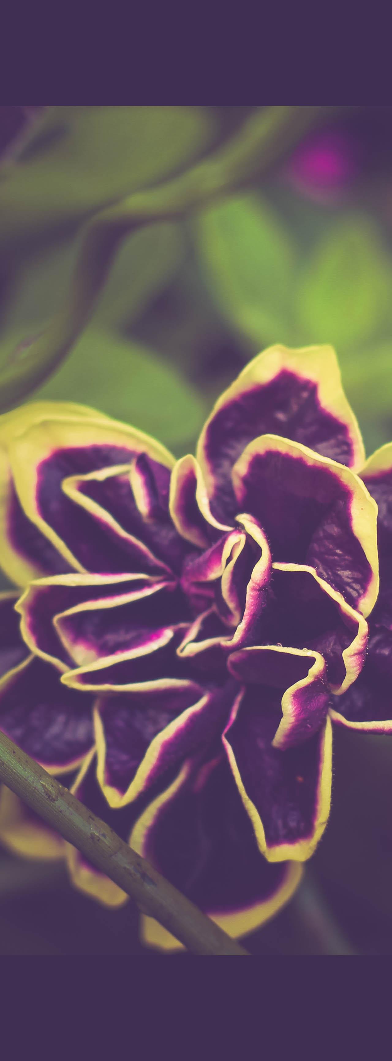A close-up photograph of a purple and yellow flower with intricate petals, surrounded by green leaves and delicate stems with water droplets.